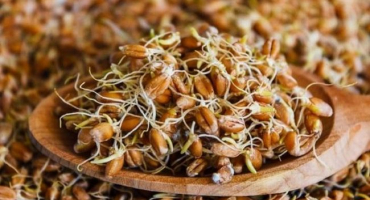 Jak klíčit žito doma, jeho prospěšné vlastnosti a poškození